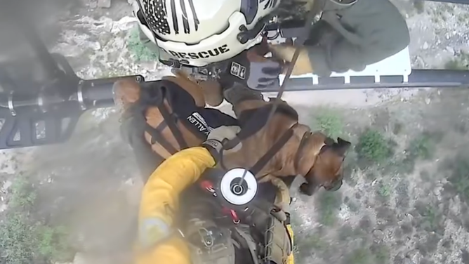 Pup being hoisted into the rescue helicopter.